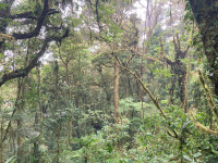Monteverde Cloud Forest Reserve